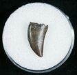 Dromaeosaur (Raptor) Tooth - Montana #5676-1